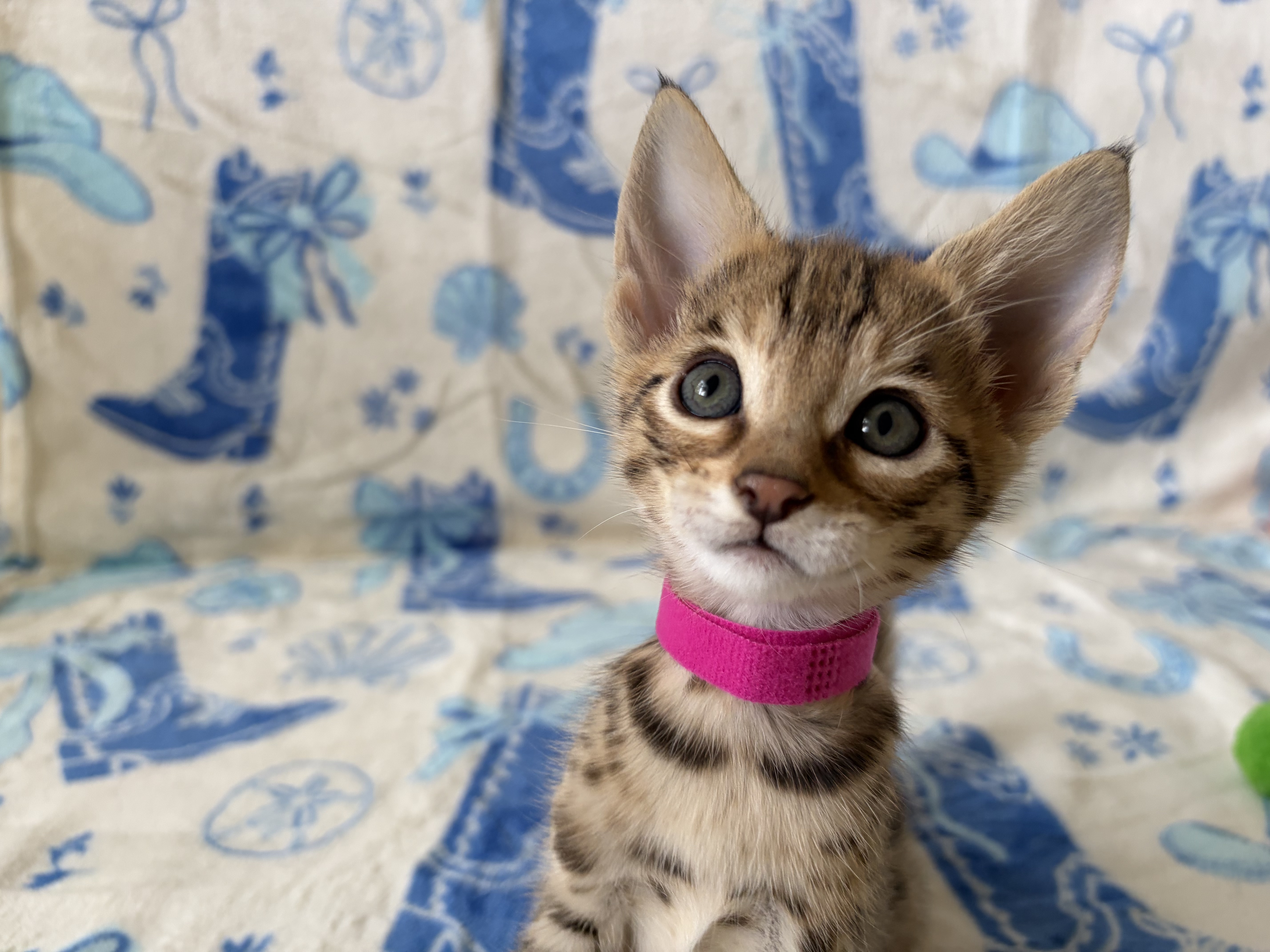 Big Ears thumbnail 2