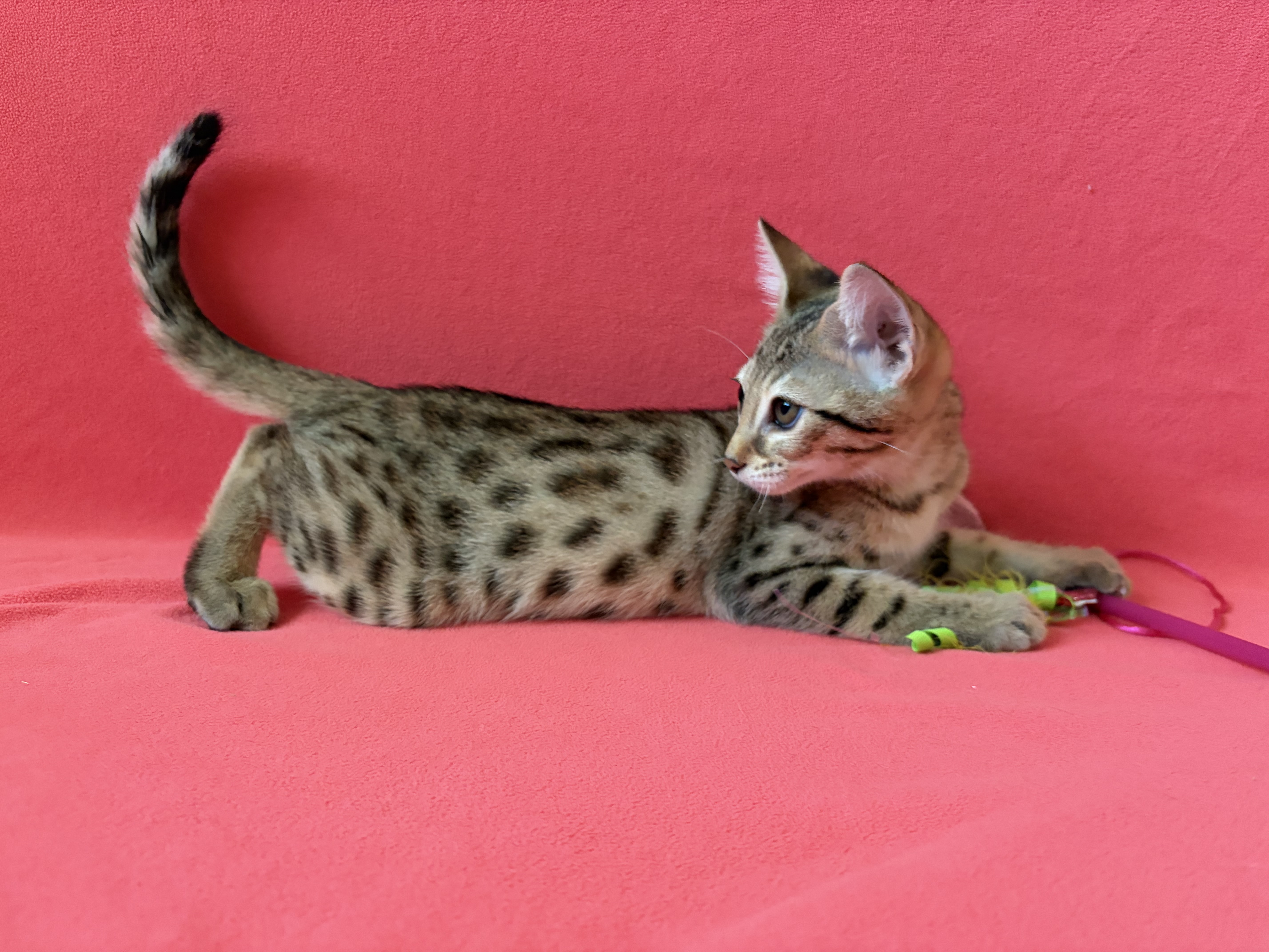 JP — F3 female