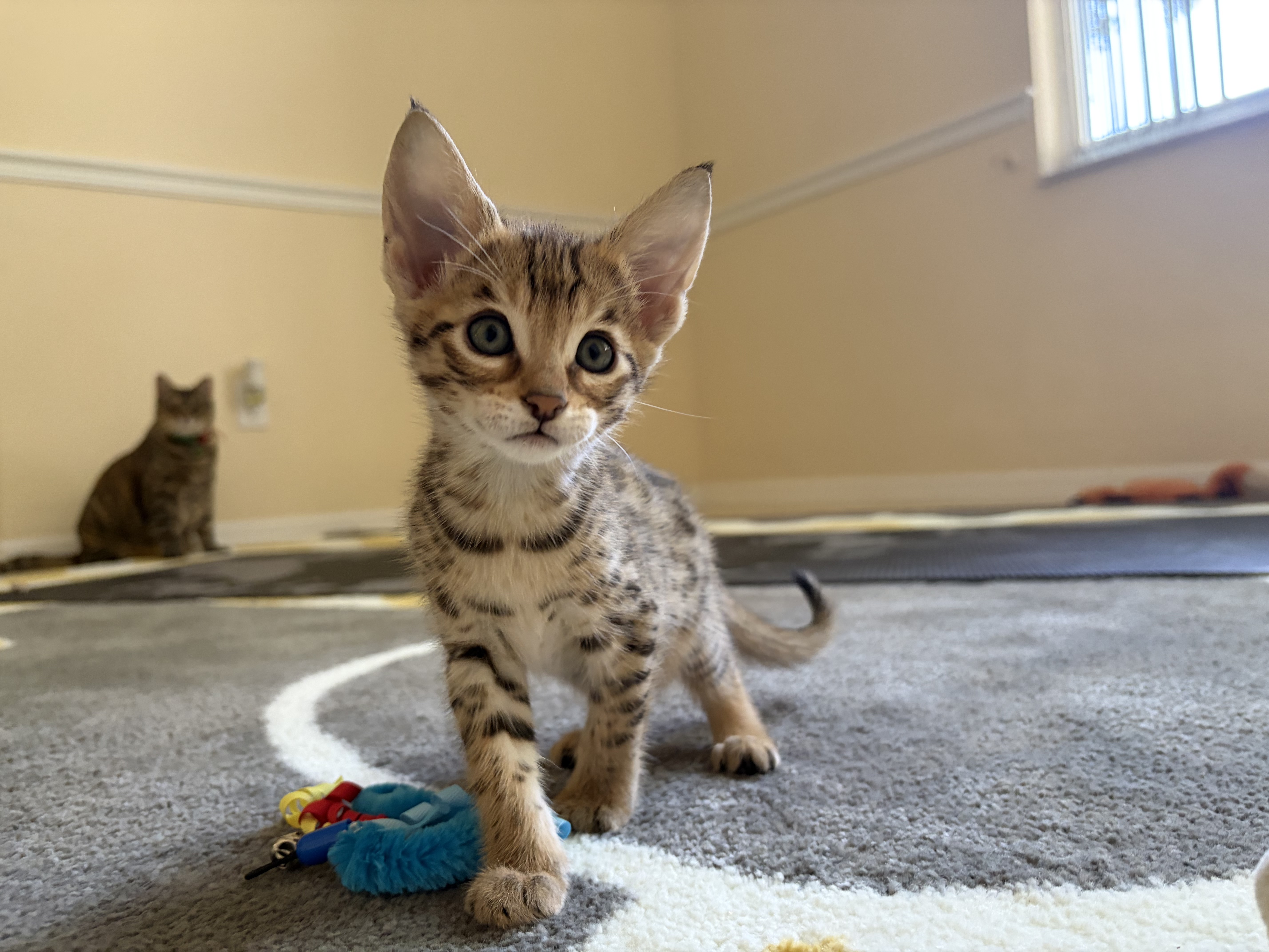 Big Ears F3 Savannah female